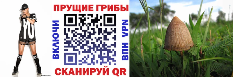 Галлюциногенные грибы Magic Shrooms где найти наркотики darknet официальный сайт Кропоткин
